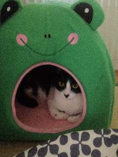 f:id:akiyochan15:20120905092549j:image