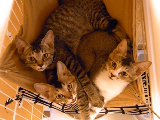 f:id:akiyochan15:20120909205301j:image f:id:akiyochan15:20120909205301j:image