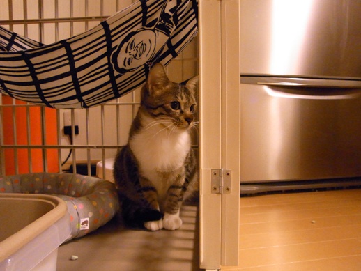 f:id:akiyochan15:20120913010256j:image