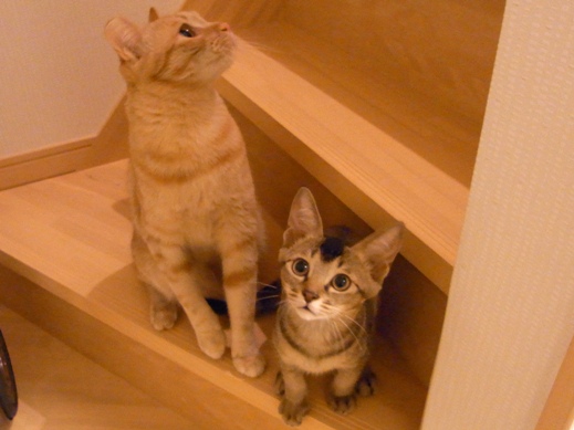 f:id:akiyochan15:20120913010630j:image f:id:akiyochan15:20120913010630j:image