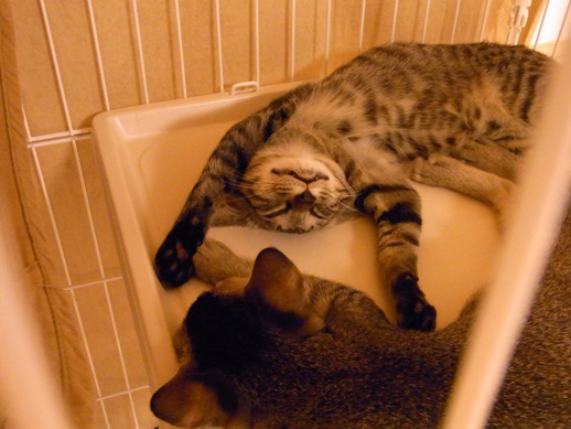 f:id:akiyochan15:20120918023621j:image f:id:akiyochan15:20120918023621j:image