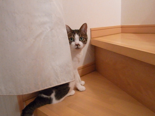 f:id:akiyochan15:20120919083717j:image:w400 f:id:akiyochan15:20120919083717j:image:w400