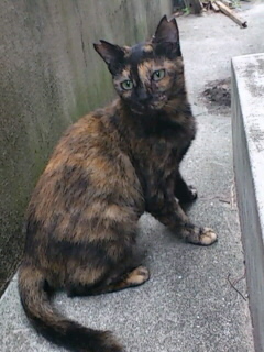 f:id:akiyochan15:20120922064822j:image f:id:akiyochan15:20120922064822j:image