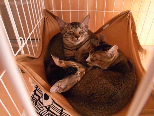 f:id:akiyochan15:20121002100728j:image