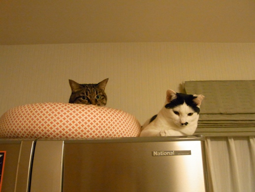 f:id:akiyochan15:20121011223306j:image