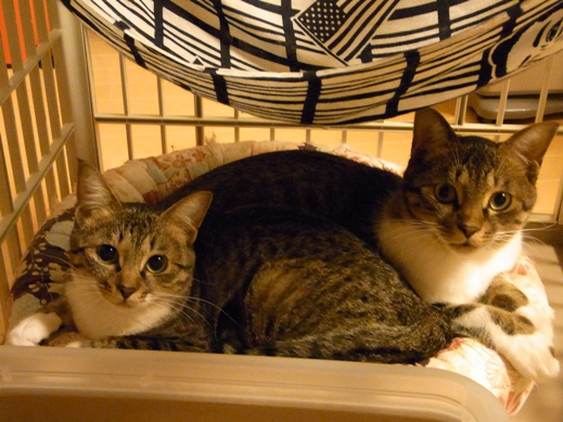 f:id:akiyochan15:20121012025252j:image