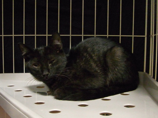 f:id:akiyochan15:20121012182148j:image