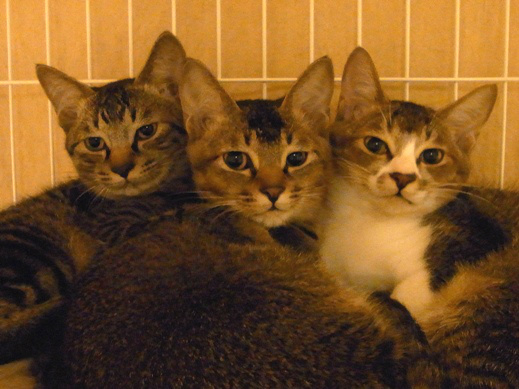 f:id:akiyochan15:20121014024816j:image