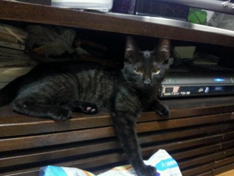 f:id:akiyochan15:20121014234109j:image