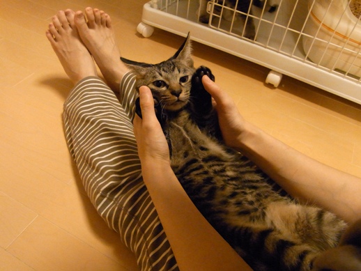 f:id:akiyochan15:20121016014013j:image