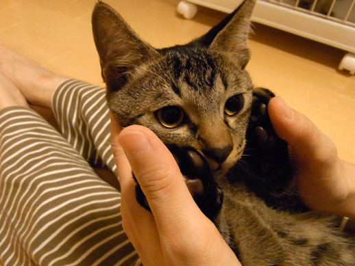 f:id:akiyochan15:20121016014031j:image