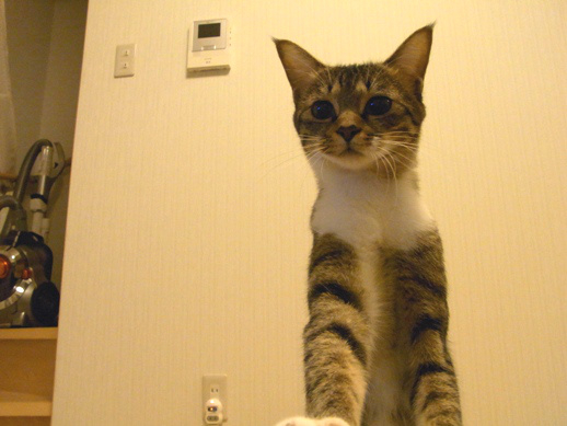 f:id:akiyochan15:20121017204908j:image f:id:akiyochan15:20121017204908j:image