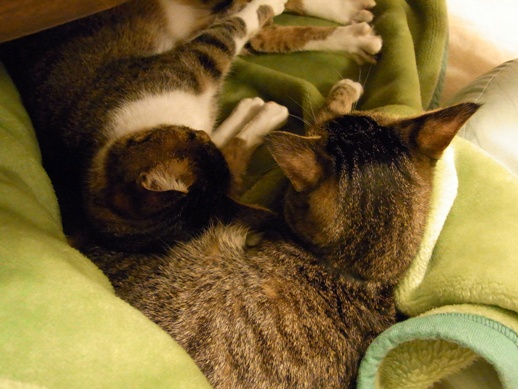 f:id:akiyochan15:20121102215706j:image f:id:akiyochan15:20121102215706j:image