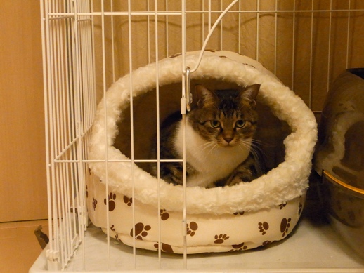 f:id:akiyochan15:20121105000043j:image f:id:akiyochan15:20121105000043j:image