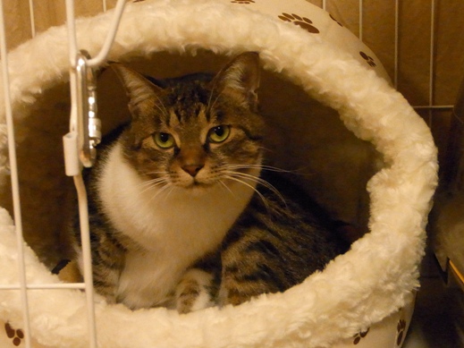 f:id:akiyochan15:20121105000112j:image f:id:akiyochan15:20121105000112j:image