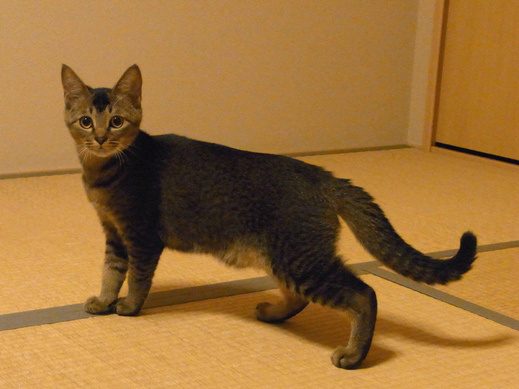 f:id:akiyochan15:20121105194027j:image