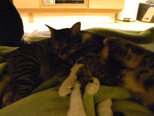 f:id:akiyochan15:20121109230713j:image f:id:akiyochan15:20121109230713j:image