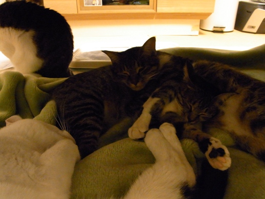 f:id:akiyochan15:20121109230740j:image f:id:akiyochan15:20121109230740j:image