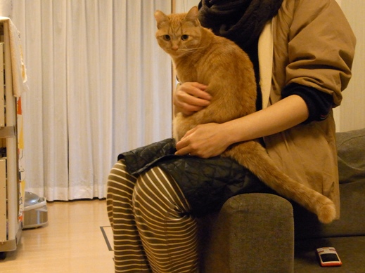 f:id:akiyochan15:20121114001157j:image