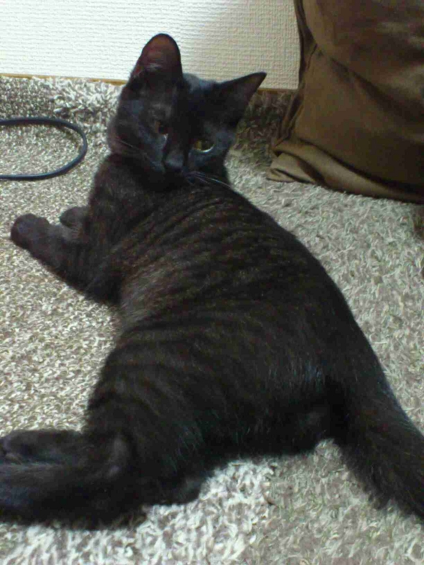 f:id:akiyochan15:20121116025423j:image:w300