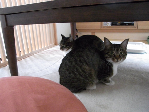 f:id:akiyochan15:20121118162644j:image f:id:akiyochan15:20121118162644j:image