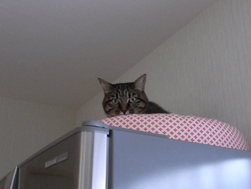 f:id:akiyochan15:20121118162752j:image f:id:akiyochan15:20121118162752j:image