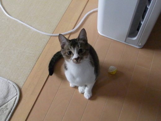 f:id:akiyochan15:20121118162950j:image f:id:akiyochan15:20121118162950j:image