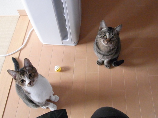 f:id:akiyochan15:20121118163011j:image f:id:akiyochan15:20121118163011j:image