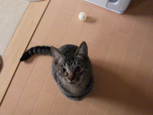 f:id:akiyochan15:20121118163045j:image f:id:akiyochan15:20121118163045j:image