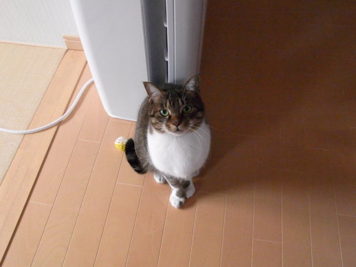 f:id:akiyochan15:20121118163137j:image f:id:akiyochan15:20121118163137j:image