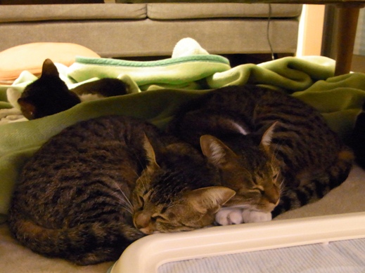 f:id:akiyochan15:20121118215417j:image f:id:akiyochan15:20121118215417j:image