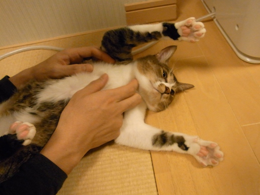 f:id:akiyochan15:20121123012122j:image f:id:akiyochan15:20121123012122j:image