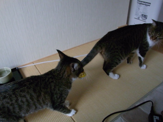 f:id:akiyochan15:20121203160301j:image f:id:akiyochan15:20121203160301j:image