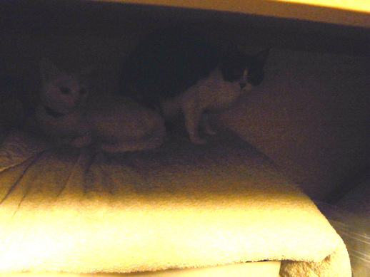 f:id:akiyochan15:20121208204549j:image