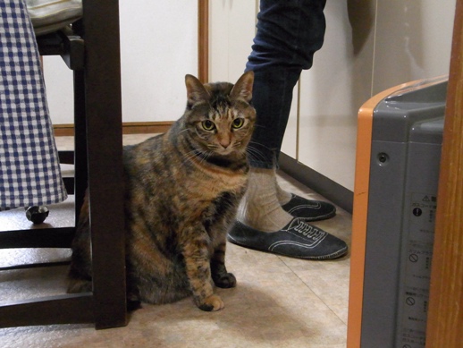 f:id:akiyochan15:20121213161903j:image f:id:akiyochan15:20121213161903j:image