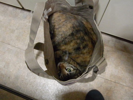 f:id:akiyochan15:20121213181854j:image f:id:akiyochan15:20121213181854j:image