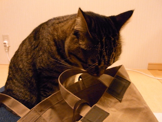 f:id:akiyochan15:20121214001656j:image f:id:akiyochan15:20121214001656j:image