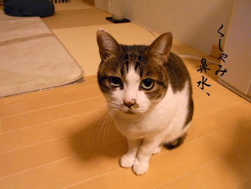 f:id:akiyochan15:20121216193944j:image f:id:akiyochan15:20121216193944j:image