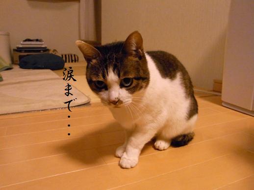 f:id:akiyochan15:20121216193951j:image f:id:akiyochan15:20121216193951j:image