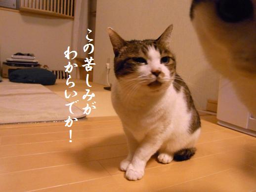 f:id:akiyochan15:20121216194000j:image f:id:akiyochan15:20121216194000j:image