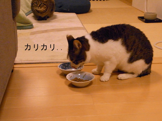 f:id:akiyochan15:20121216194801j:image f:id:akiyochan15:20121216194801j:image