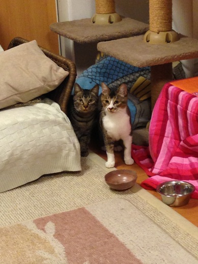 f:id:akiyochan15:20121216224604j:image:w280