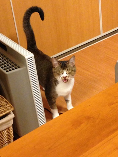 f:id:akiyochan15:20121216224605j:image:w280