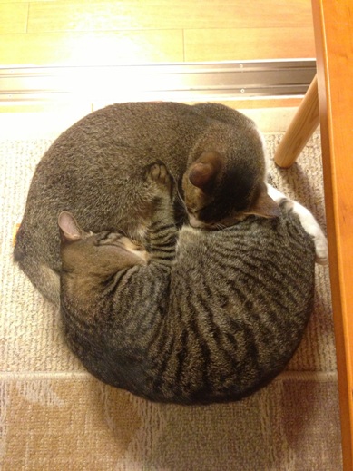 f:id:akiyochan15:20121218153208j:image:w280