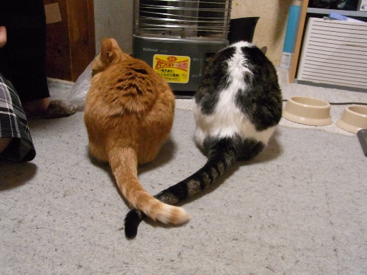 f:id:akiyochan15:20121219195537j:image f:id:akiyochan15:20121219195537j:image