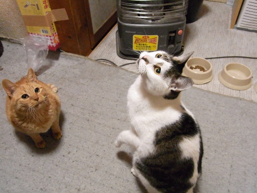 f:id:akiyochan15:20121219195949j:image f:id:akiyochan15:20121219195949j:image