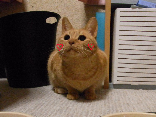 f:id:akiyochan15:20121219200026j:image f:id:akiyochan15:20121219200026j:image