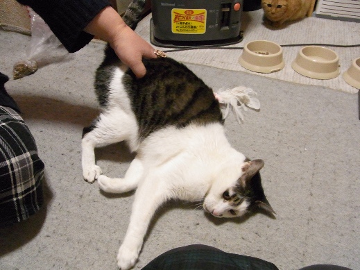 f:id:akiyochan15:20121219200354j:image f:id:akiyochan15:20121219200354j:image