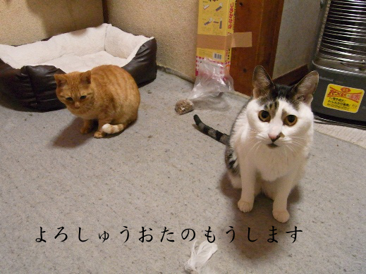 f:id:akiyochan15:20121219201954j:image f:id:akiyochan15:20121219201954j:image