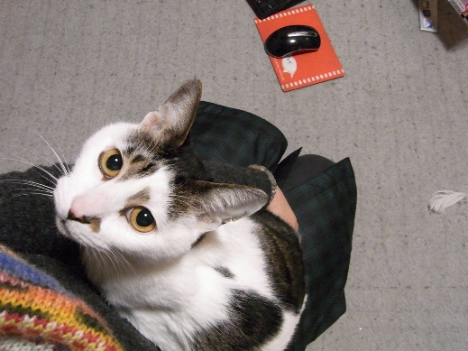 f:id:akiyochan15:20121219204447j:image f:id:akiyochan15:20121219204447j:image